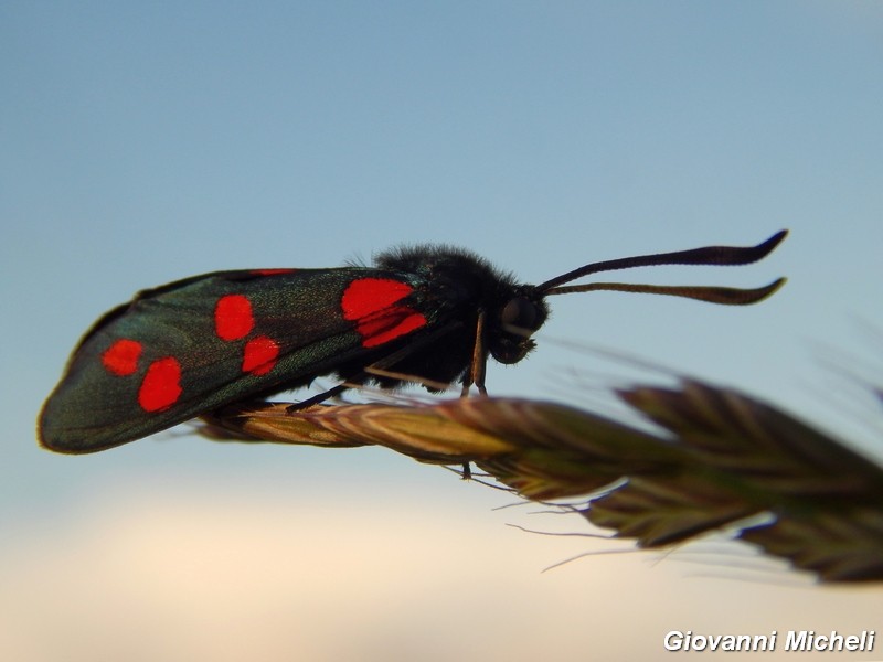 Zygaenidae da confermare